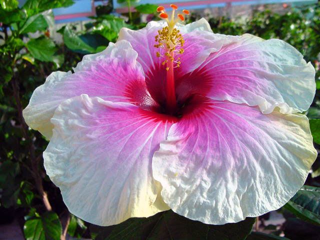 tahitian voltage - toate culorile de hibiscus existente