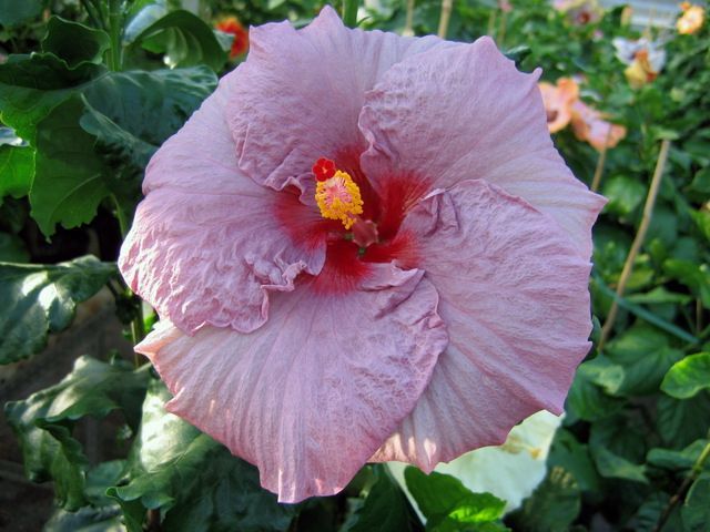 tred setter - toate culorile de hibiscus existente
