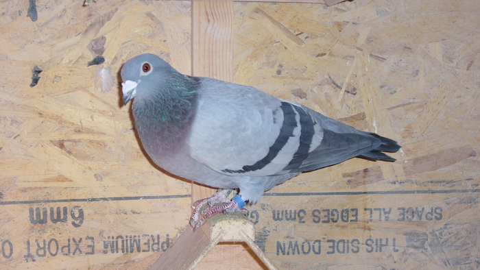 609860-04; zburata k yearling 3 fonduri
