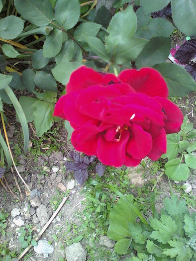 090524_135413 - trandafiri