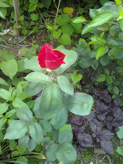 090524_135426 - trandafiri