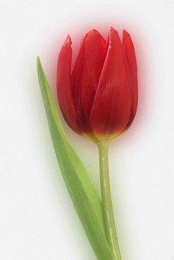 tulip 1