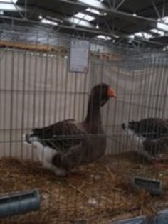 gaste toulouse - expo Haslak-Austria-Straubing-Germania- nov-20-21