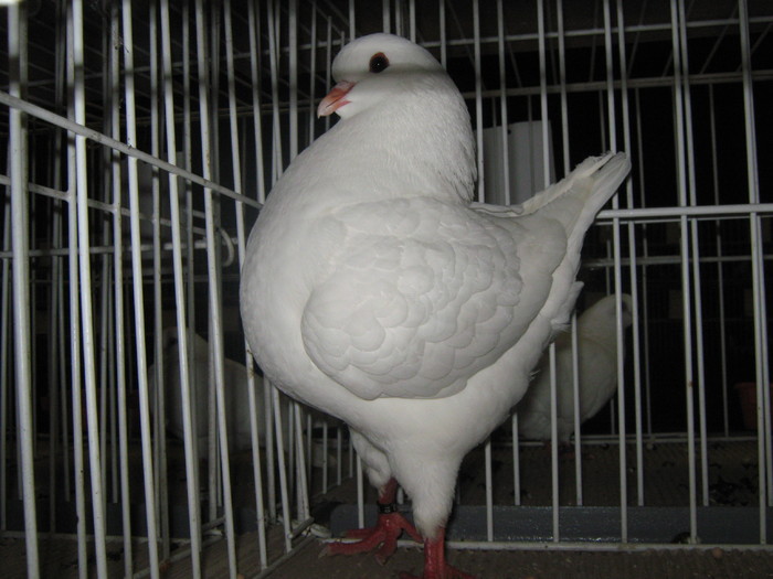 Campion,ABSOLUT,EXPO.NATIONALA ORADEA,3-5 DEC.,0-1, 2010; CAMPIOANA ABSOLUTA,la expozitia nationala de la Oradea,3-5 dec.2010.
