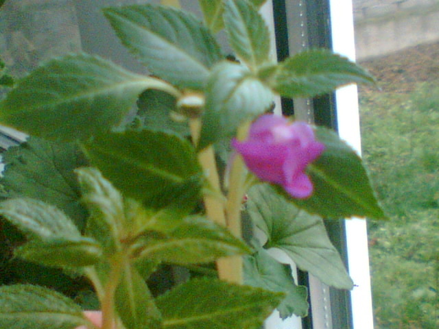 Imag003 - Diverse flori