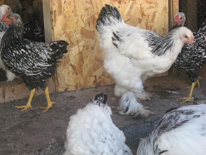 Brahma herminat deschis