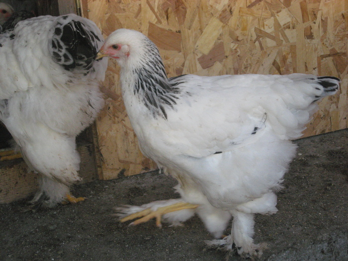 Brahma herminat deschis