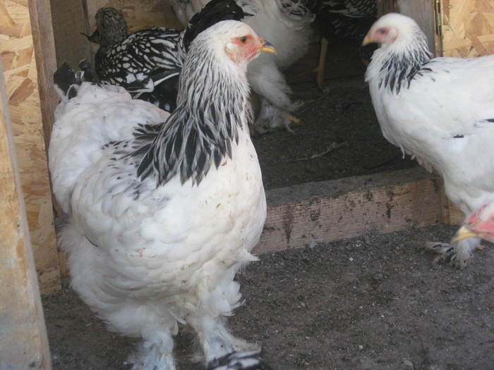 Brahma herminat deschis