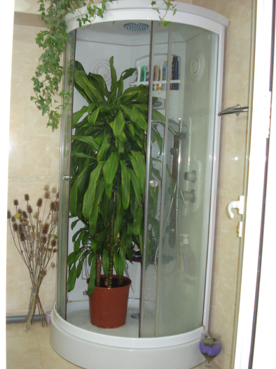 YUCCA FACE BAIE! - FLORILE MELE