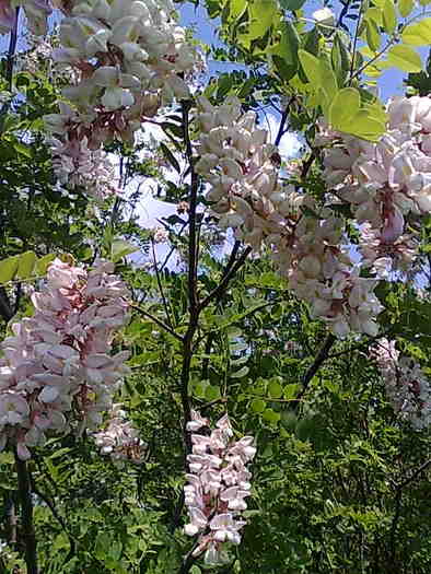 poze 079