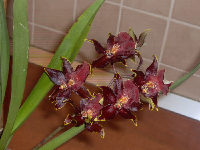 oncidium 24.11.2010 006 - orhidee