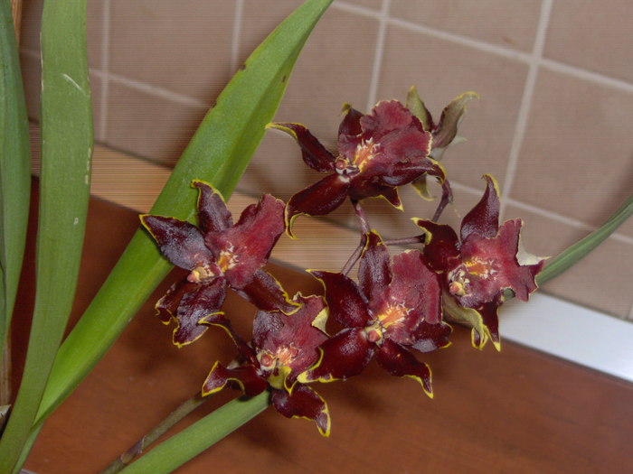 oncidium 24.11.2010 006