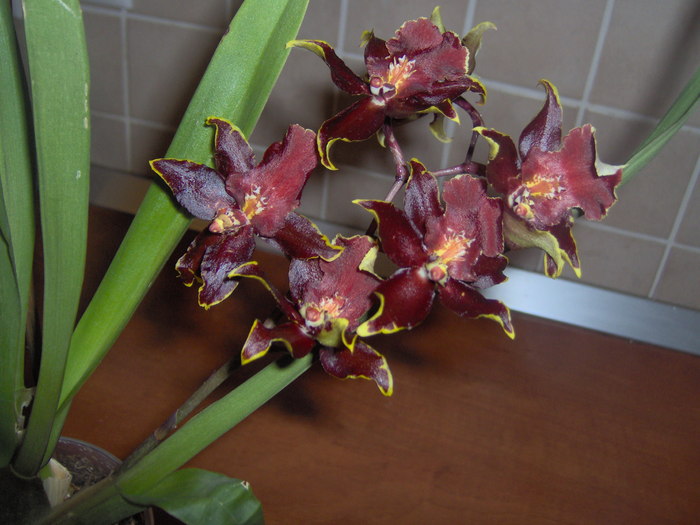 oncidium 24.11.2010 005