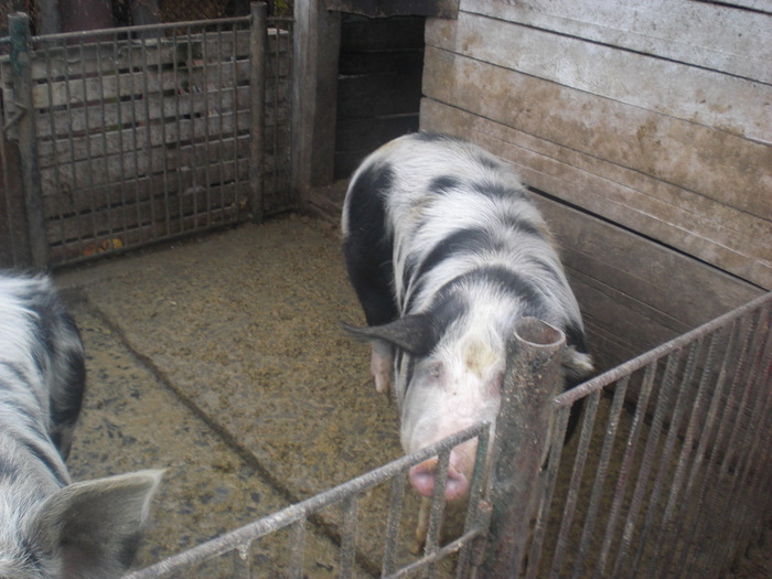 CIMG3562 - Poze noi cu porcii mei