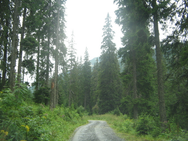 IMG_1122; Drum spre poiana Pelegii
