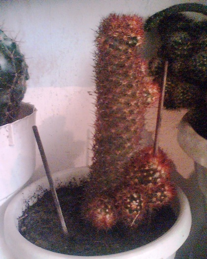 Imag001 - Cactusi