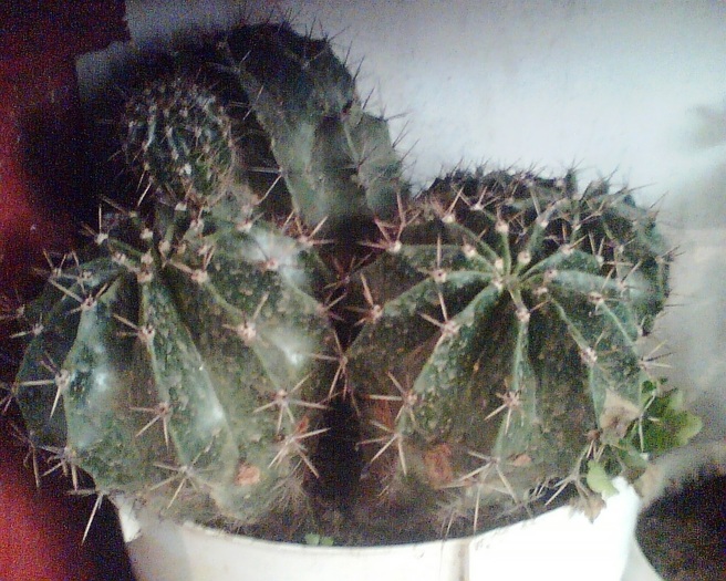 Imag002 - Cactusi