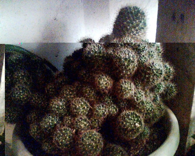 Imag003 - Cactusi