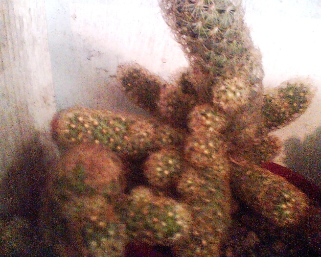 Imag004 - Cactusi
