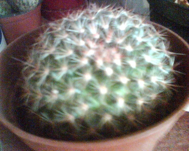 Imag006 - Cactusi