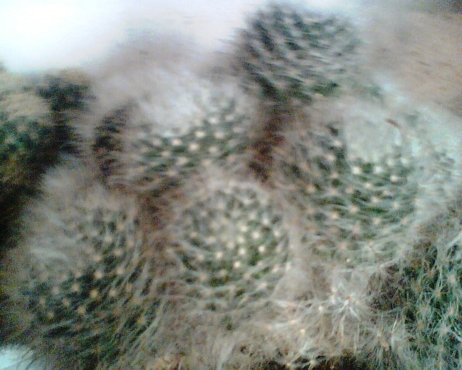 Imag007 - Cactusi