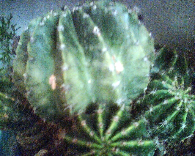 Imag012 - Cactusi