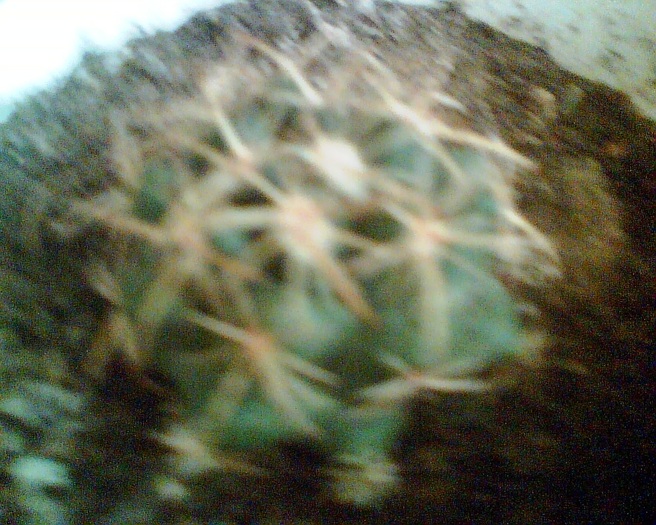 Imag013 - Cactusi