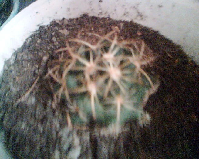 Imag014 - Cactusi