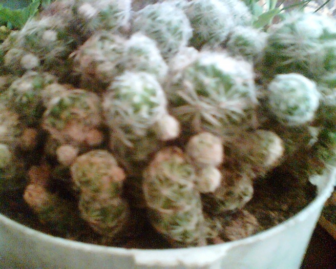 Imag015 - Cactusi