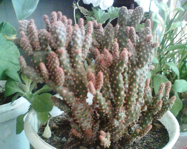 Imag017 - Cactusi