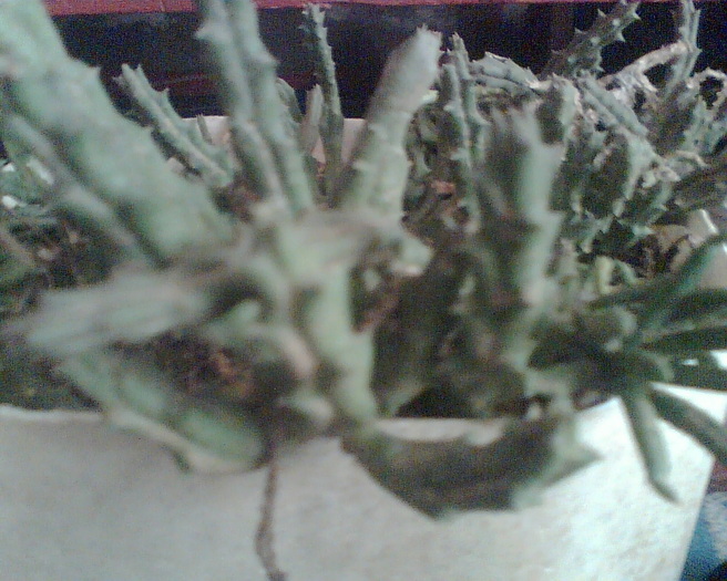 Imag023 - Cactusi