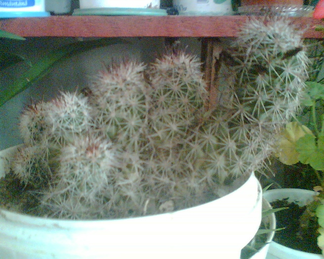 Imag030 - Cactusi