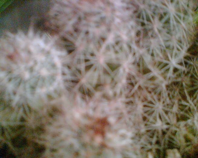 Imag031 - Cactusi
