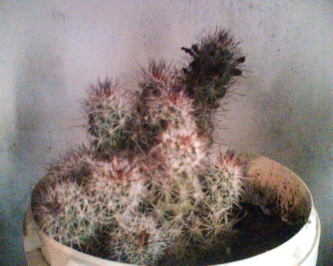 Imag034 - Cactusi