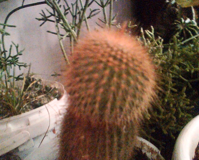 Imag036 - Cactusi