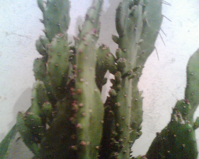 Imag043 - Cactusi