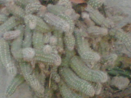 Imag011 - Cactusi