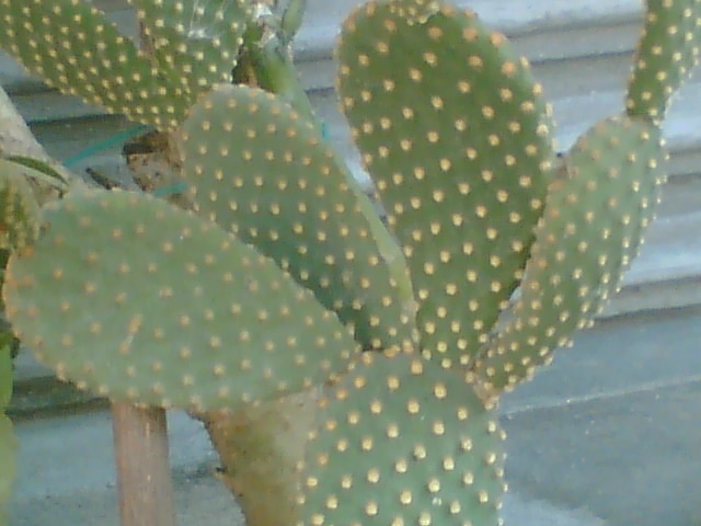 Imag011 - Cactusi