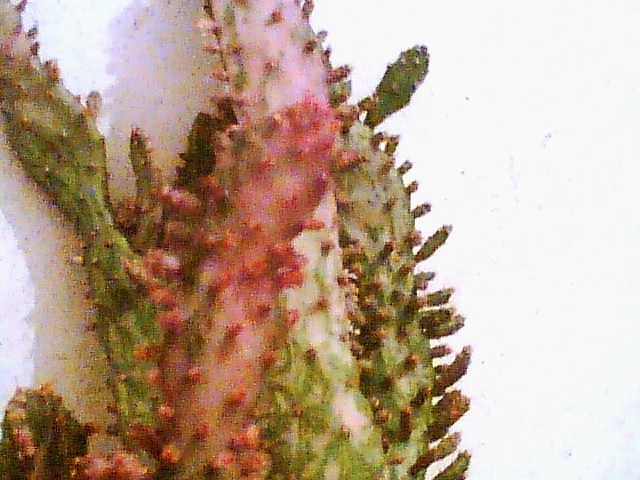 Imag028 - Cactusi