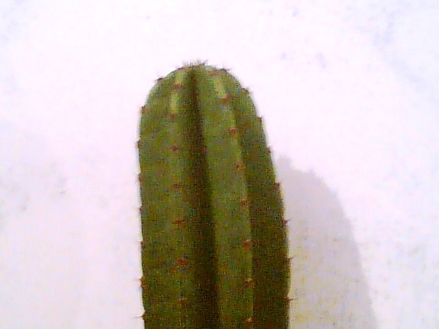 Imag029 - Cactusi