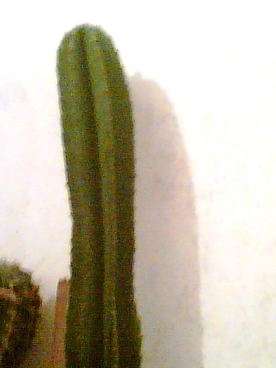 Imag030 - Cactusi