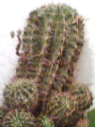 Imag031 - Cactusi