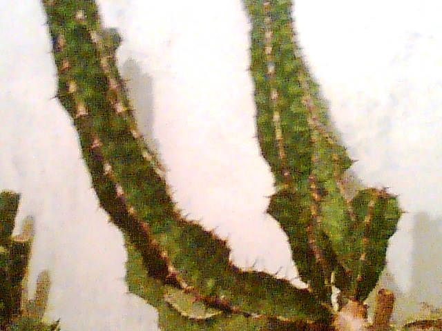 Imag032 - Cactusi