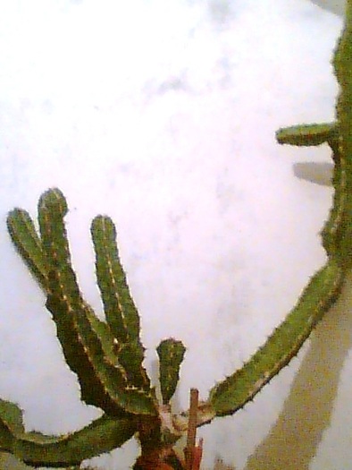 Imag033 - Cactusi