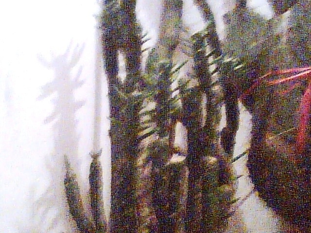 Imag034 - Cactusi
