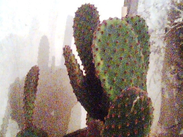 Imag038 - Cactusi