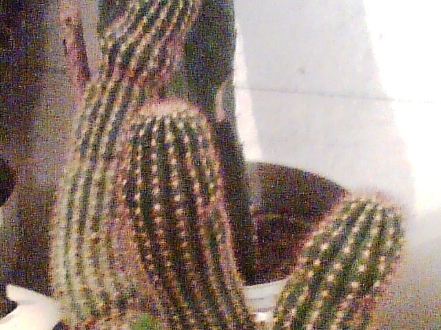 Imag042 - Cactusi
