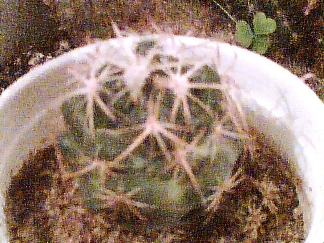 Imag043 - Cactusi