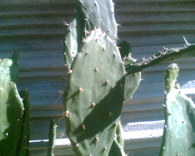 Imag060 - Cactusi