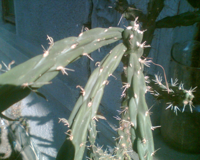 Imag061 - Cactusi